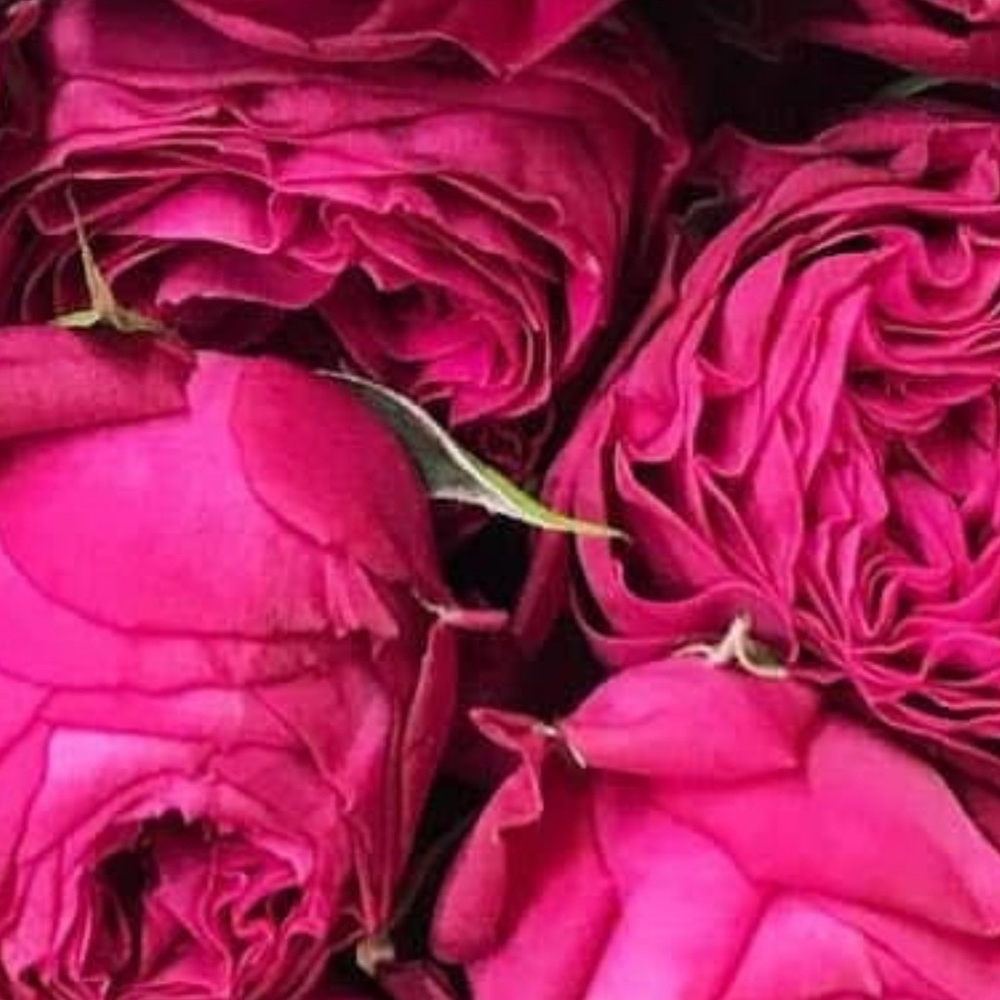 Meet your Posher, Keri